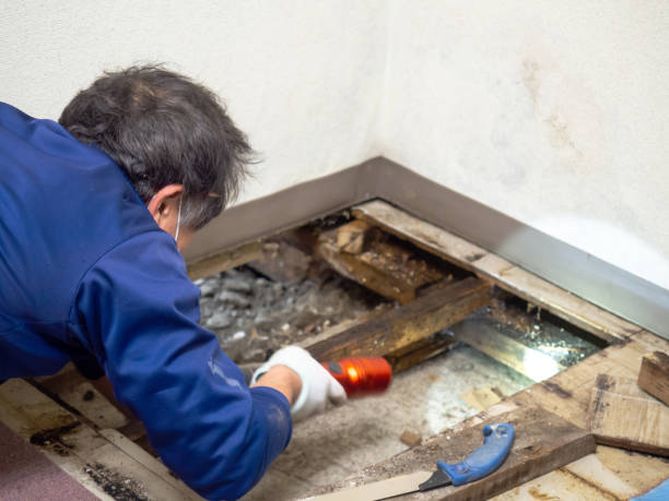 Best Mold Testing and Inspection Services in Franconia, VA