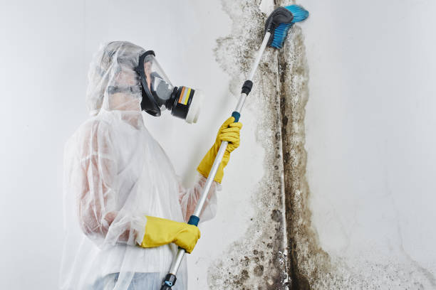 Trusted Franconia, VA Mold Remediation Experts