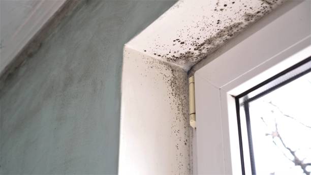 Best Crawl Space Mold Remediation in Franconia, VA