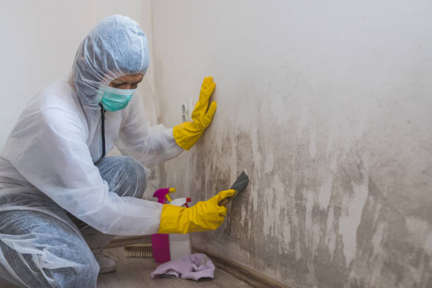 Best Industrial Mold Remediation in Franconia, VA