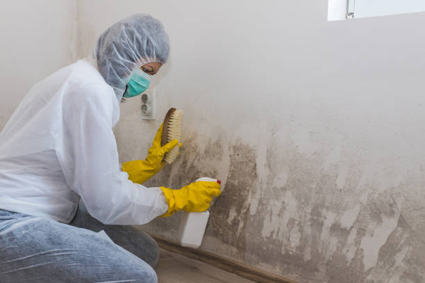 Best Attic Mold Remediation in Franconia, VA