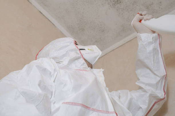 Best White Mold Remediation in Franconia, VA