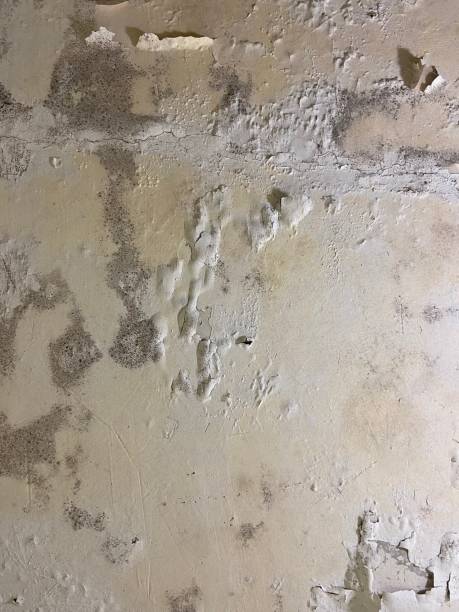 Best Mold Remediation for Schools in Franconia, VA