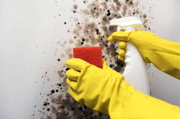 Best Basement Mold Remediation in Franconia, VA