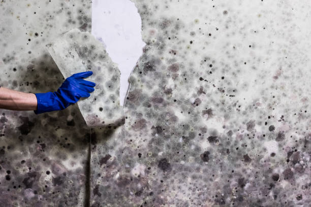 Best Health and Safety Mold Remediation in Franconia, VA