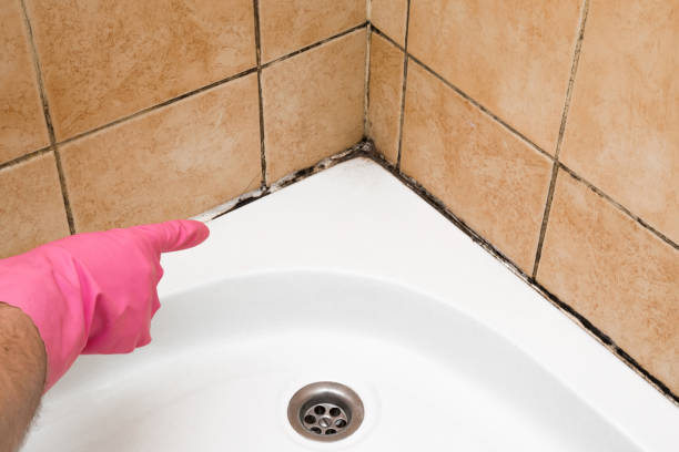 Best Post-Flood Mold Remediation in Franconia, VA
